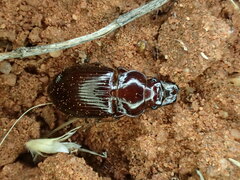 Phorticosomus