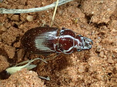 Phorticosomus