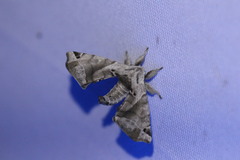 Apatelodes pudefacta