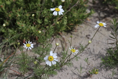 Foveolina tenella