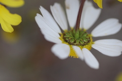 Foveolina tenella