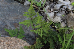 Cheilanthes glauca