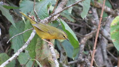 Myiothlypis bivittata