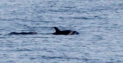 Stenella coeruleoalba