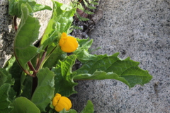 Calceolaria glandulosa