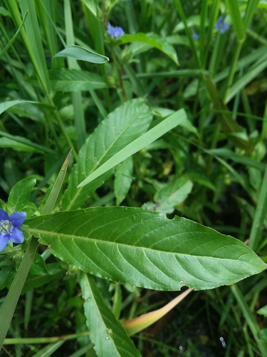 Image of Hydrolea quadrivalvis by (c) Will McFarland, some rights reserved (CC BY)
