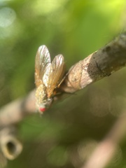 Diptera