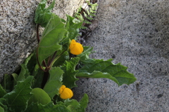 Calceolaria glandulosa