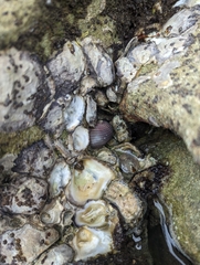 Nerita scabricosta