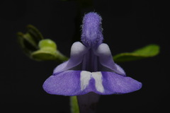 Scutellaria mellichampii