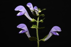 Scutellaria mellichampii