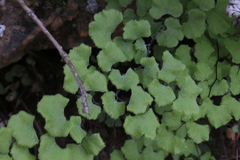Adiantum chilense scabrum