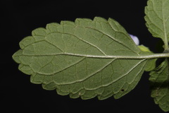 Scutellaria mellichampii