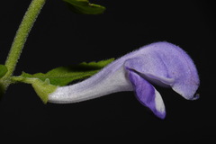 Scutellaria mellichampii