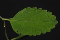 Scutellaria mellichampii