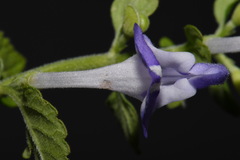 Scutellaria mellichampii