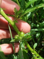 Hydrolea quadrivalvis