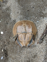 Tachypleus gigas