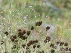 Carex ebenea