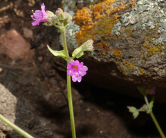 Mirabilis oxybaphoides
