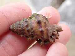 Alanbeuella corrugata