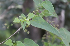 Dioscorea variifolia