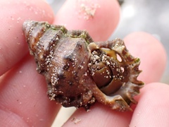 Alanbeuella corrugata