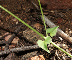 Mirabilis oxybaphoides