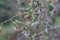 Dioscorea variifolia
