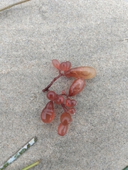 Botryocladia pseudodichotoma