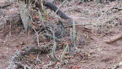 Cleistocactus smaragdiflorus