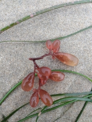 Botryocladia pseudodichotoma