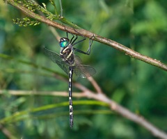 Macromia pacifica