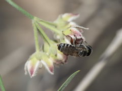 Lithurgopsis echinocacti