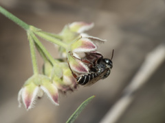 Lithurgopsis echinocacti