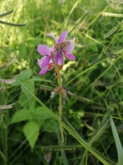Desmodium