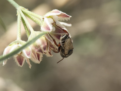 Lithurgopsis echinocacti