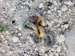 Diadophis punctatus regalis