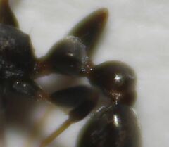 Pseudomyrmex elongatus