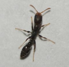 Pseudomyrmex elongatus
