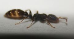 Pseudomyrmex cubaensis