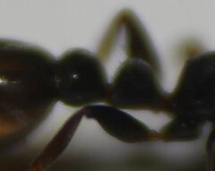 Pseudomyrmex cubaensis