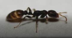 Pseudomyrmex cubaensis