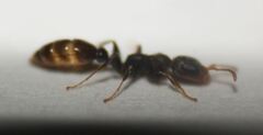 Pseudomyrmex cubaensis