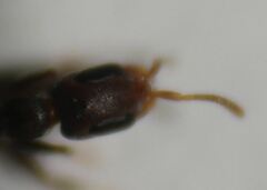 Pseudomyrmex cubaensis