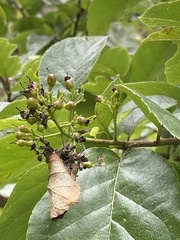 Ehretia latifolia