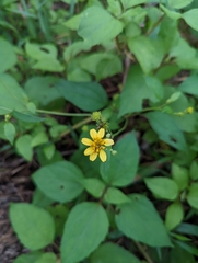 Wollastonia biflora