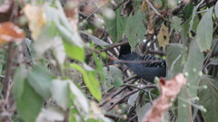 Batara cinerea