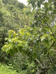 Ehretia latifolia