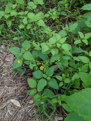 Wollastonia biflora